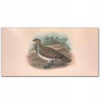 Coloray Vászonkép keretben Madarak állatok 100x50 (010030010010000016583)