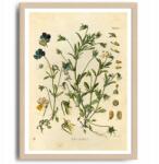  Poszter Ibolya Dekoráció Növény Virág Kép A3 (Plakat na ścianę)
