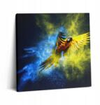 Wallfluent Vászonkép Edzőterembe Fa Keret Színes Papagáj 60x60 cm (010030010270000074952)