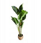 Homla Mesterséges Növény /B2B B2B/Difenbachia Difenbachia Homla (237258)