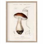  Vintage poszter Vargánya Nemes Retro gombák A3 (R5 Plakat Vintage do kuchni A3)