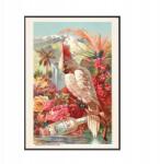  Poszter Florida papagáj Viktoriánus kor A3 (Plakat Podróżniczy Podróże Vintage)