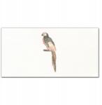 Coloray Fotó-vászonkép Állat madár papagáj 100x50 (010030010010000018152)