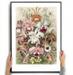  Poszter Vászonkép Orchideák Ernst Haeckel Virágok A3