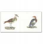 Coloray Vászonkép keretben Állatok Madarak 100x50 (010030010010000018196)