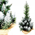  Karácsonyfa Kis Fenyő Kis Karácsonyfa Fa Törzs Kúp 50 CM Élő (Choinka/50cm)