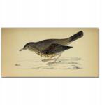 Coloray Fali vászonkép Madár rajz 100x50 (010030010010000016629)