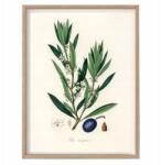  Vintage poszter a konyhába Európai Olíva A3 (R9 Plakat Vintage do kuchni A3)