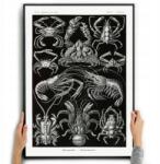  Poszter Vászonkép Rákok Ernst Haeckel Fekete A3 (27)