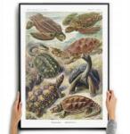  Poszter Vászonkép Teknősök Dekoráció Ernst Haeckel A3