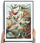  Poszter Vászonkép Kolibrik Ernst Haeckel Madarak 50x70 (Obraz Natura Przyroda ptaki dekoracja)