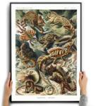  Poszter Vászonkép Gyíkok Ernst Haeckel A3