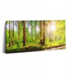 Wallfluent Vászonkép Canvas Étkező Felakasztható Erdő A Nap sugaraiban (010030010010000276799)