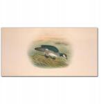 Coloray Fali vászonkép Madár rajz 100x50 (010030010010000016592)