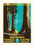 PLAKAT decorațiune de perete Sequoia 30 x 40 cm 99KK-DEU604_MLC (KB1208PLAKSEQUOIA)