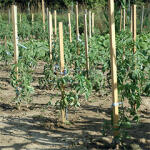  Akáckaró 25x25 mm - 180 cm magas (2018321)