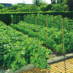 Nortene Műanyag uborkaháló, 100mm x 100mm szemméret, Trellinet (1.2x10 méter) színtelen (120215)