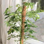 NORTENE Coco természetes kókuszkaró, növénykaró kókuszból (60 cm) (140701)