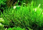INVITAL Erect moss ( V. Reticulata ) (IN-VITRO pohár Ø 7 cm)