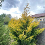  Arany Leylandi ciprus - XCupressocyparis leylandii 'Gold Rider