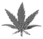 LAMPA Öntapadó krómozott Vadkender (Canabis) embléma (15021)