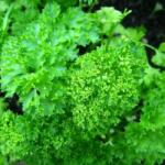 HORTI TOPS Seminte Plante aromatice PATRUNJEL FRUNZE CRET MOSS CURLED Horti Tops 5 g (HCTS00309)