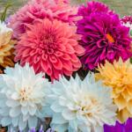 Pop Vriend Seeds Seminte de dalie, 0.75 grame (HCTG00136)