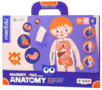 mierEdu - Emberi test - hordozható mágneses tábla (ME0511)