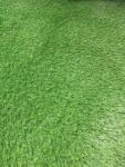 SRILANKA Gazon Artificial Sri Lanka, Inaltime Fir 40 mm, Latime 1m, Marime 100 x 800 cm, Verde, Antialergic, Polipropilena, Curte, Terasa, Balcon, Piscina, Loc de Joaca, Gradinita, Cresa