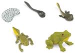 Safari Ltd Safari® Ciclu de viață al broaștei (S269129) Figurina