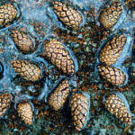  Prémium illatolaj - fenyőtoboz és méz, 50 ml