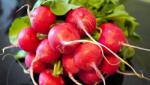  Rohoznicei Farm Retek csomag 1 db