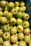  Rohoznice farm Golden Delicious alma 1 kg