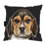  Beagle Kutyapárna Alváshoz, Ajándék (Poduszka z psem BEAGLE biglem do spania)