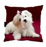  Máltai Kutyapárna 40x40 ajándék (PODUSZKA z psem MALTAŃCZYKIEM podusia)