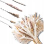  Szárított pampafű készlet, dekorációs nád, bézs ágak, 72 db (Suszona trawa pampasowa dekoracyjna 72szt)