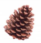 Dalia-RP Maritima Toboz extra nagy Nád Dekoráció (Szyszka gigant dekoracja)