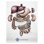 Acus Med Anatómiai Tábla Zsigeri Rendszer Anatómia Poszter (Tablica anatomiczna plansza medyczna)