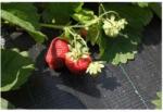 Agrotextil Folie Antiburuieni, Tesuta, 100 g/mp, 0.5 x 100 m, Rola, Agrotextil (ADS-956)