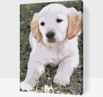  Festés számok szerint - Labrador kölyök Méret: 40x60cm, Keretezés: Műanyagtáblával