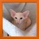 Marek & Darek Fotókeret 15X15 Cm-es Képekhez, Fa, Narancssárga Szett (5904996596170)