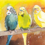 Alex Clark Képeslap Alex Clark borítékkal, 14x14 cm, papagájok (AC328)