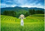 Castorland C-105052 - Rice Fields in Vietnam- 1000 db-os puzzle (C-105052)