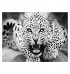 CE Festmény Számok Vászonkép Kerettel Festékek Ecsetek Tigris 40x50cm (B07F3D7Z7R)