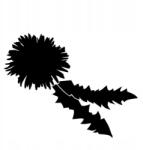  Autós matrica tej és levelek