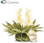 Creano Jázmin mennyország csésze méretű virágzó fehér teagolyó