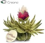 Creano Őszibarack gyöngy csésze méretű virágzó fehér teagolyó