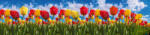 Dimex SPRING TULIP FIELD öntapadós konyhai poszter, 260x60 cm (KI-260-131)