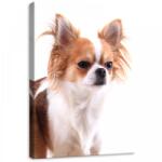 Consalnet Kutya, vászonkép, 50x70 cm méretben (C5-11378O7)