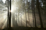 Dimex Vlies Fotótapéta - Sunrays in autumn forest - 375x250 cm (MS-5-1890)